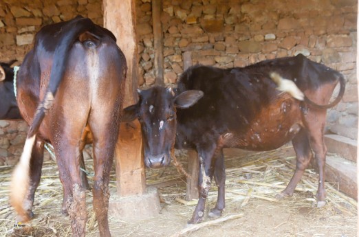 पशुपन्छीमा देखिने ५ वटा रोग विरुद्धको खोप निशुल्क